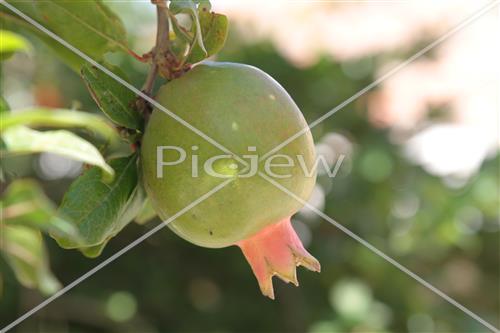 Pomegranate