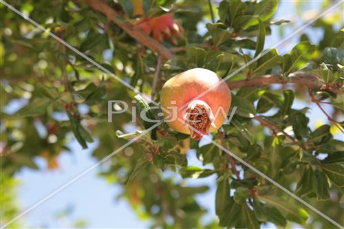 Pomegranate