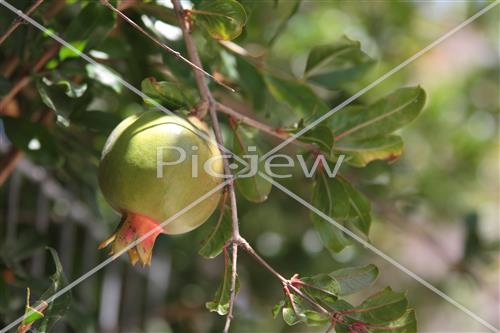 Pomegranate