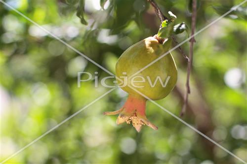 Pomegranate