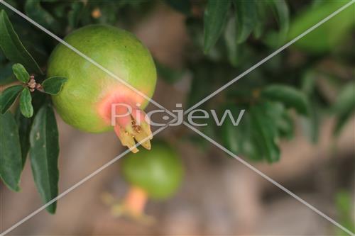 Pomegranate