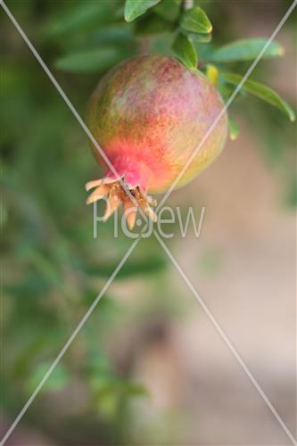 Pomegranate