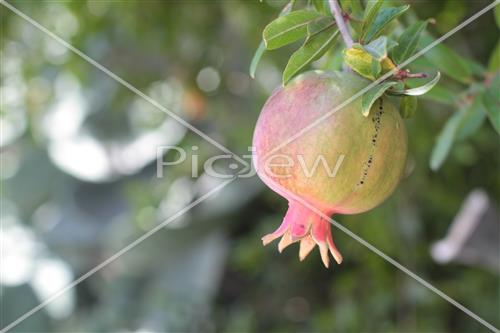 Pomegranate