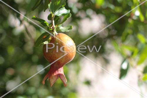 Pomegranate