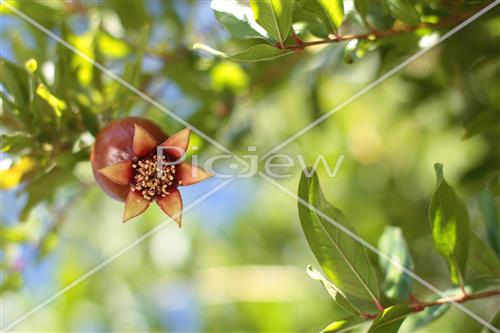 Pomegranate