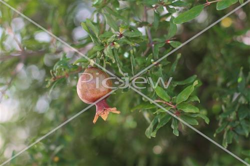 Pomegranate