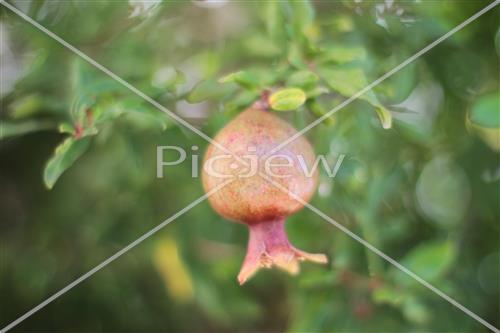 Pomegranate