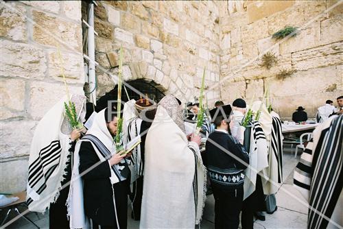 Gigantic Lulav and Etrog