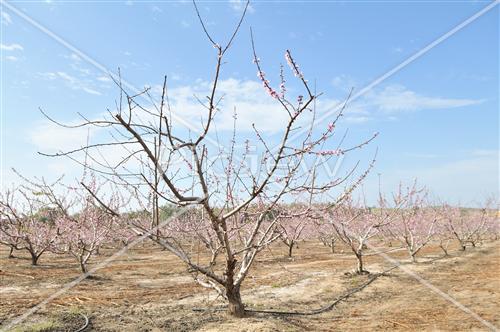 Almond tree in blossom