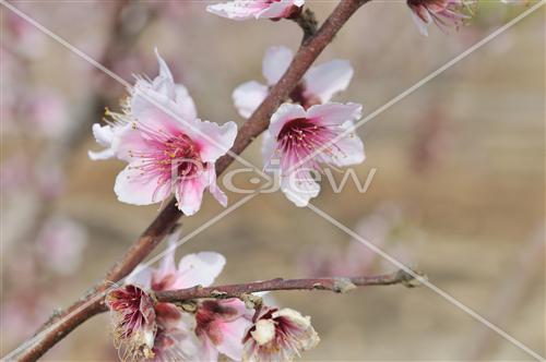 Almond tree in blossom