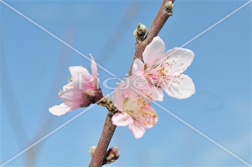 Almond tree in blossom