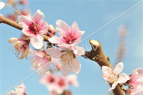 Almond tree in blossom