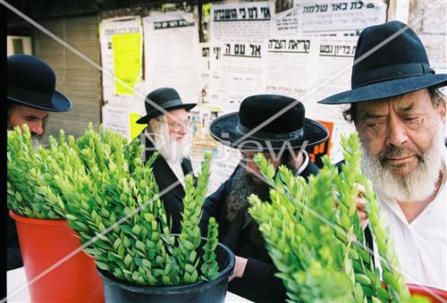 ארבעת המינים