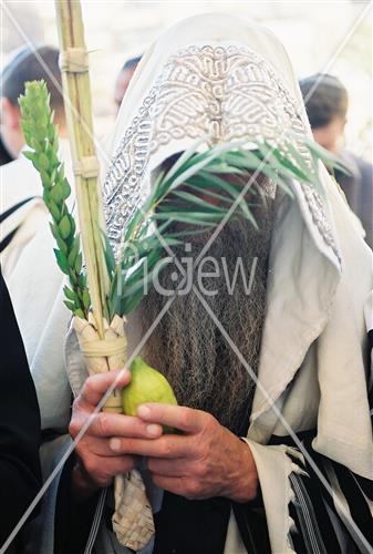 ארבעת המינים