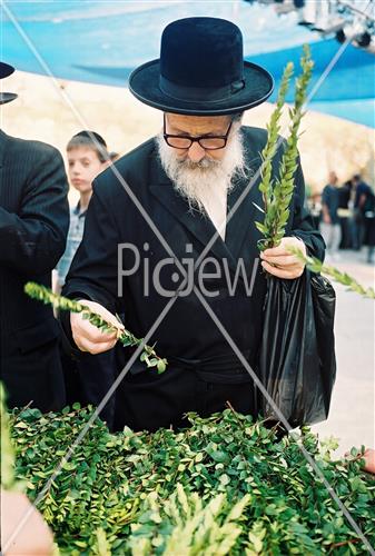 ארבעת המינים