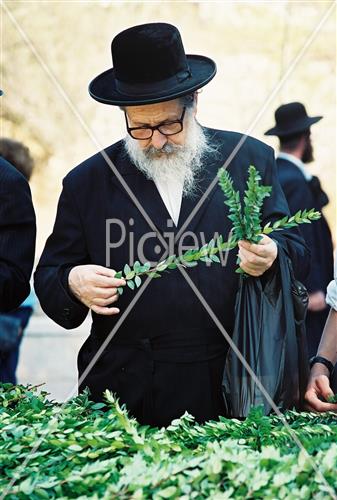 ארבעת המינים