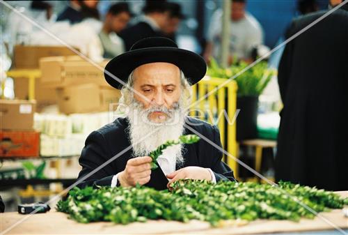 ארבעת המינים