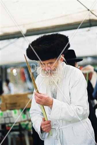 ארבעת המינים