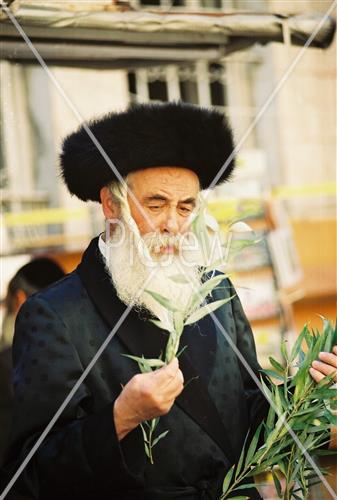 ארבעת המינים