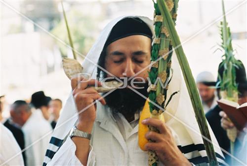 ארבעת המינים