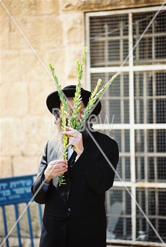 ארבעת המינים