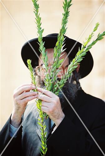 ארבעת המינים