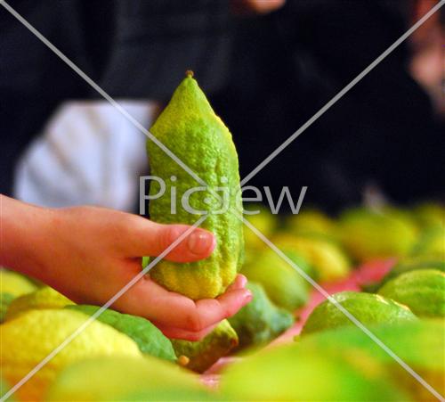 בדיקת אתרוג