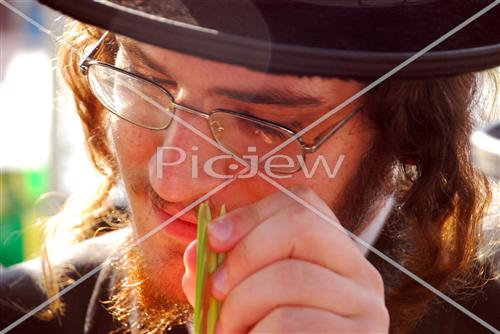 בדיקת לולב