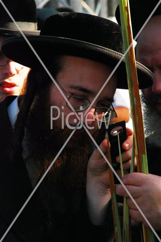 בדיקת לולב