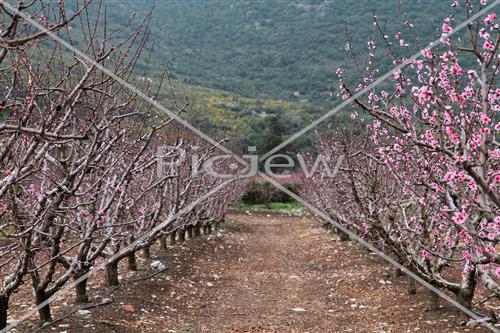 Tu Bishvat