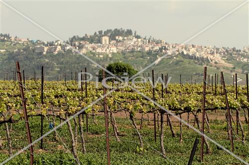 Tu Bishvat