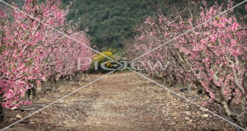 Tu Bishvat