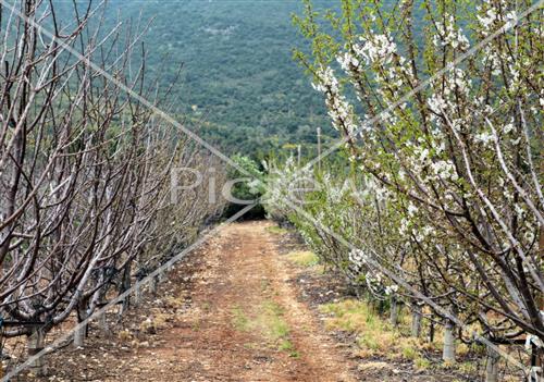 Tu Bishvat