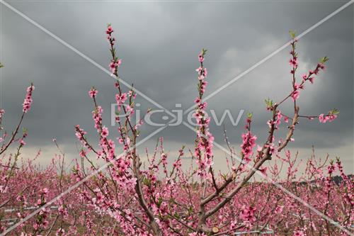 Tu Bishvat