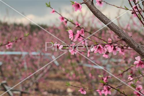 Tu Bishvat