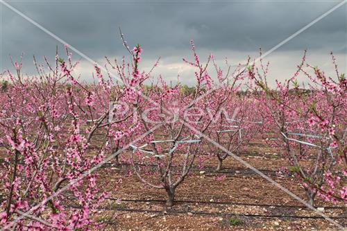 Tu Bishvat