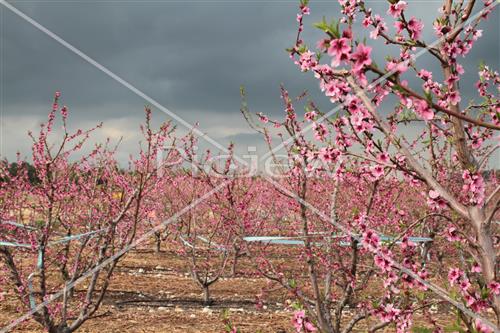 Tu Bishvat