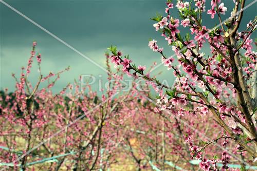 Tu Bishvat