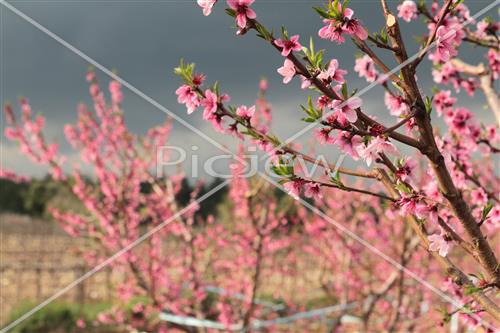 Tu Bishvat