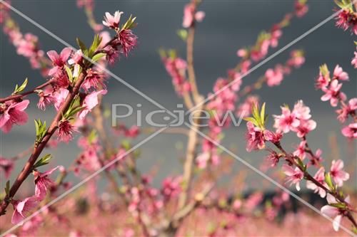 Tu Bishvat