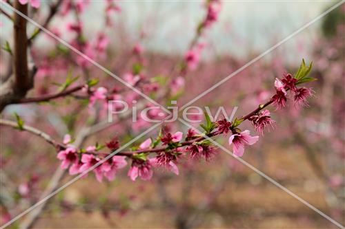 Tu Bishvat