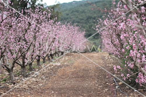 Tu Bishvat