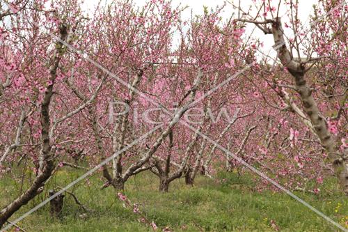 Tu Bishvat