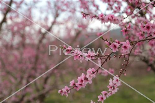 Tu Bishvat