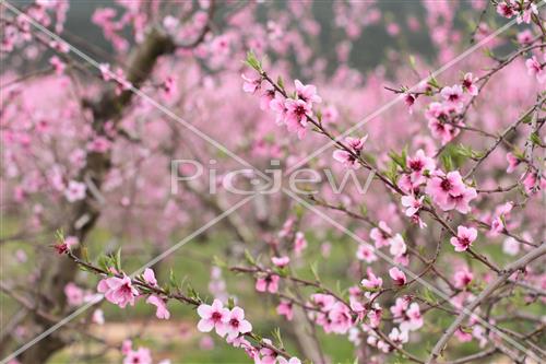 Tu Bishvat