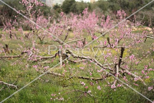 Tu Bishvat