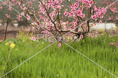 Tu Bishvat