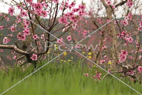 Tu Bishvat