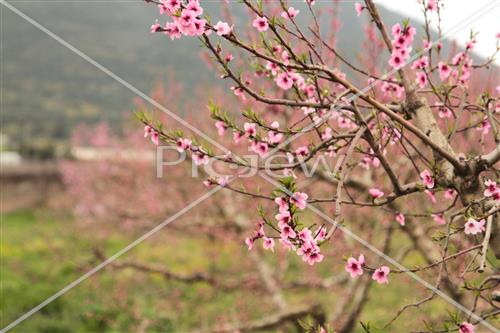 Tu Bishvat