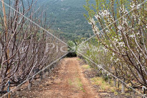 Tu Bishvat